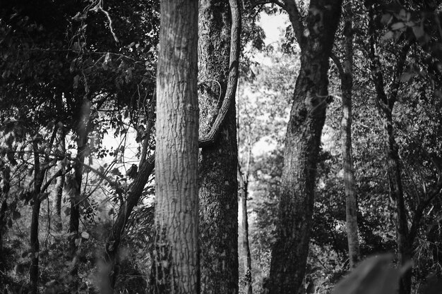 Close-up van bomen in het bos