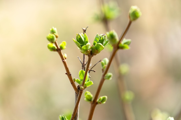 Foto close-up van boomknoppen die buiten groeien