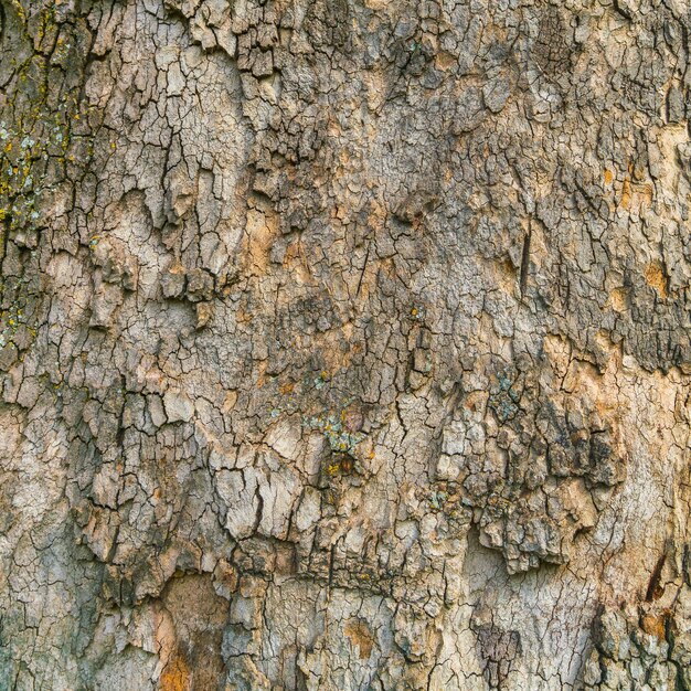 Close-up van boomkorst met textuur en natuurlijke patronen
