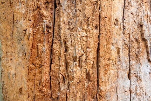 Close-up van boomstam zonder schors met tekens van het gooien van messen