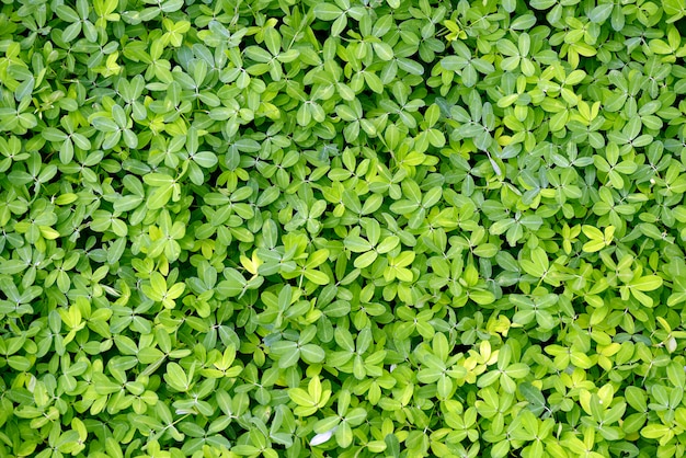 Foto close-up van bos van groene bladeren, op de vloer