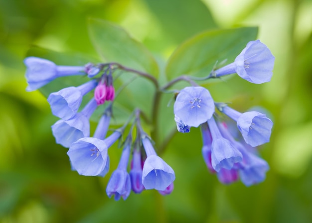 Close-up van boshyacinten in april