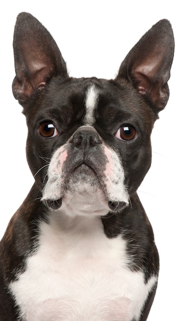 Close-up van Boston Terrier, 1 jaar oud,