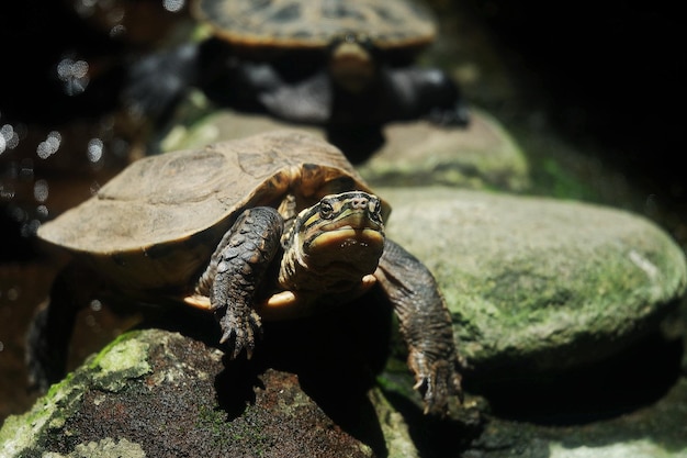 Close up van braziliaanse schildpad