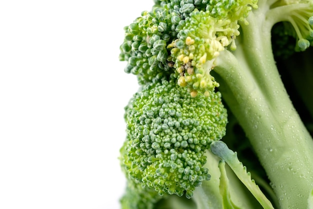 Foto close-up van broccoli tegen een witte achtergrond