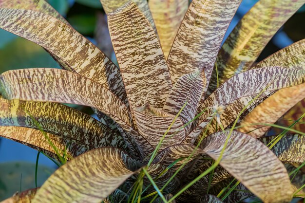 Close-up van bromelia tropische bloem. Exotische plant in de tuin