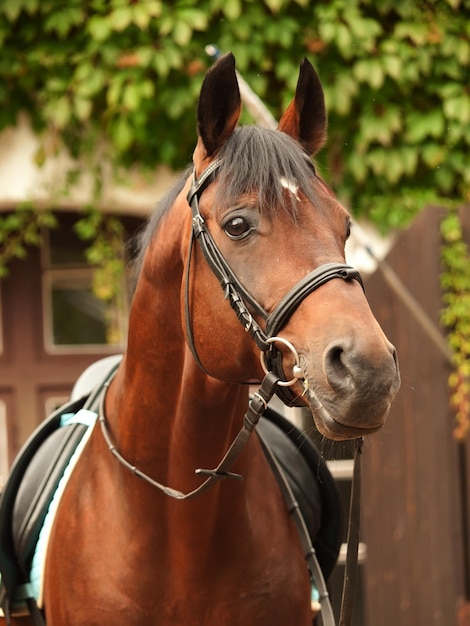 Close-up van bruin paard dat tegen het huis staat