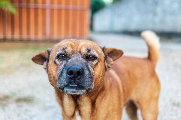 Close-up van bruine hond in de tuin