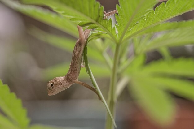 Close-up van bruine Thaise kameleon op natuurlijke groene achtergrond