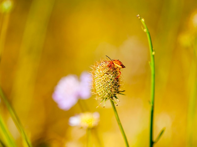 Foto close-up van bug op de plant