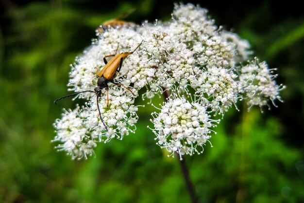 Close-up van bug op witte bloem