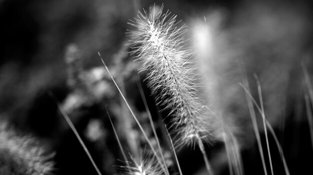 Foto close-up van buitengroeiende planten