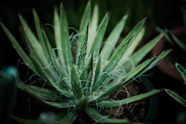 Close-up van buitengroeiende planten