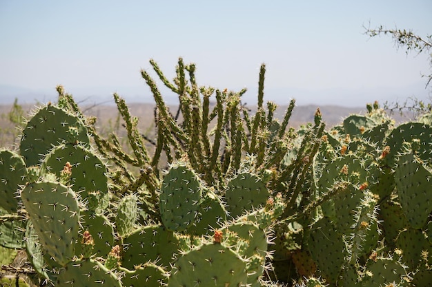 Close-up van cacti's die op het veld groeien