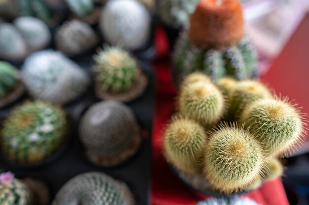 Close-up van cactus die op de markt groeit