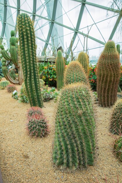 close-up van Cactus geplant in een botanische tuin.