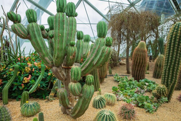 close-up van Cactus geplant in een botanische tuin.