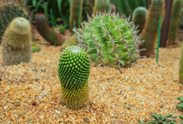 close-up van Cactus geplant in een botanische tuin.