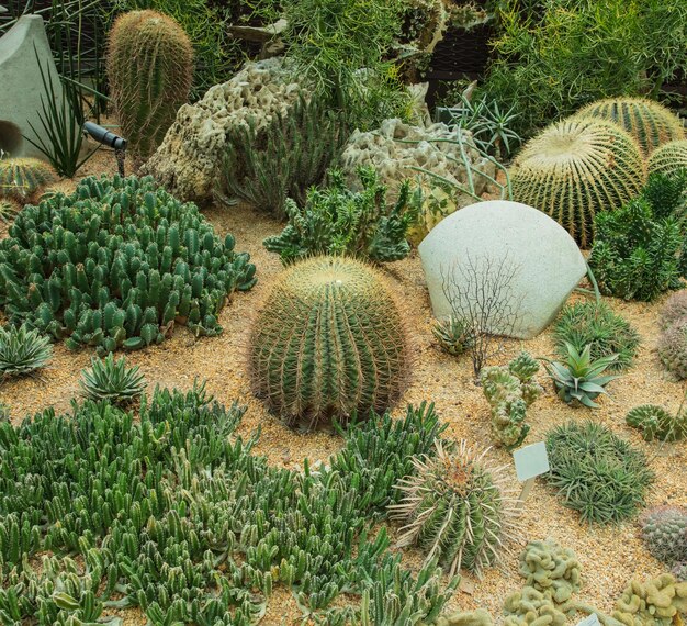 Foto close-up van cactus geplant in een botanische tuin.