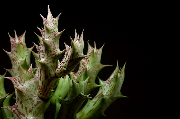 Close-up van cactus huernia op zwarte achtergrond