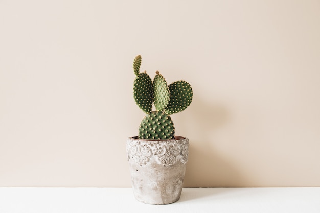 Close-up van cactus in bloempot op beige oppervlak. Minimale neutrale bloemensamenstelling van het interieur.