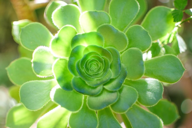 Close up van cactus plant met wazige achtergrond