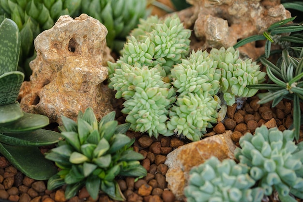 Foto close up van cactus vetplanten