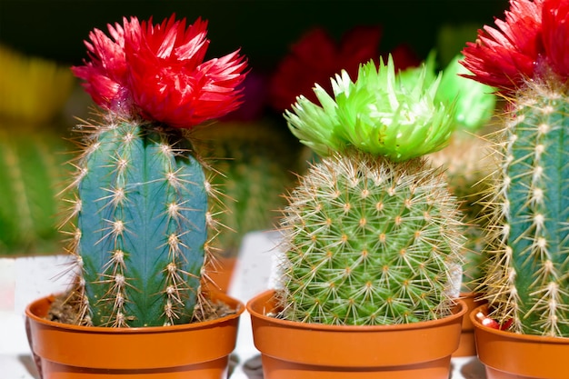 Foto close-up van cactusplanten in potten