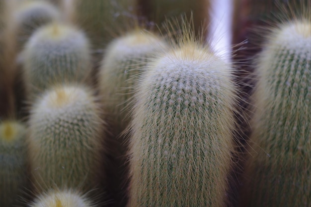 Close-up van cactussen in de open lucht