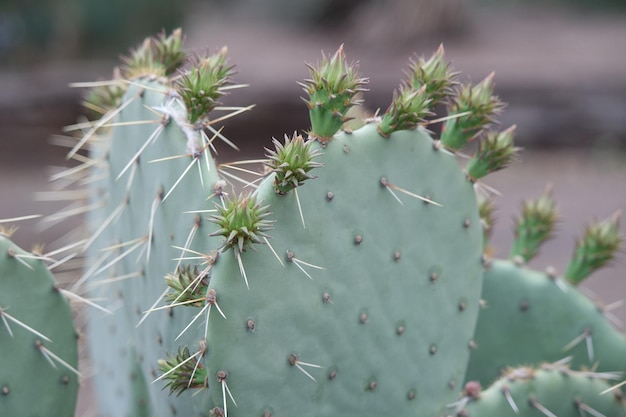 Close-up van cactussen