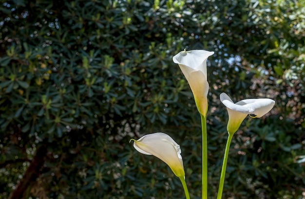 Foto close-up van calla lelies in een tuin