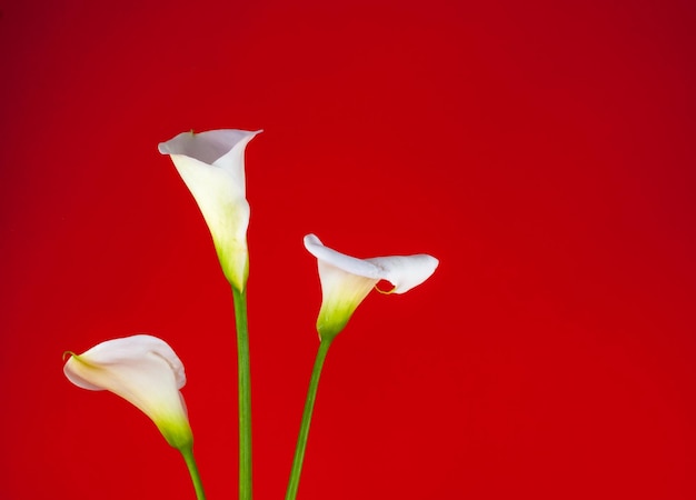 Close-up van calla lelies op gekleurde achtergrond