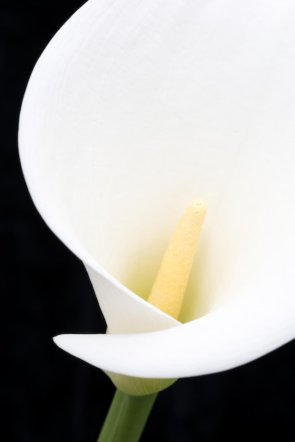 Foto close-up van calla lily tegen zwarte achtergrond