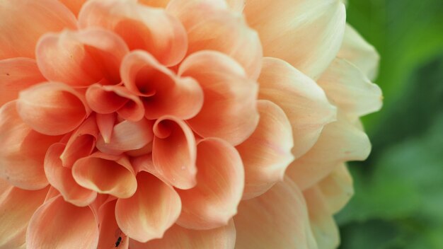 Close up van camellia bloem in hokkaido japan.