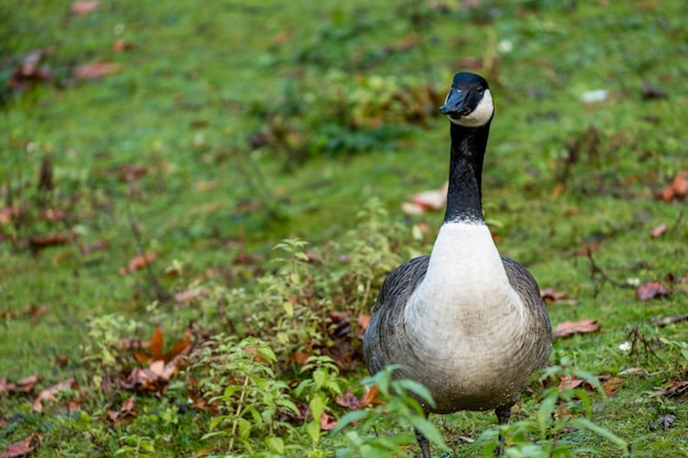 Close-up van Canada Goose op het veld