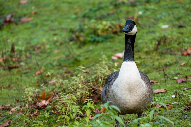 Foto close-up van canada goose op het veld