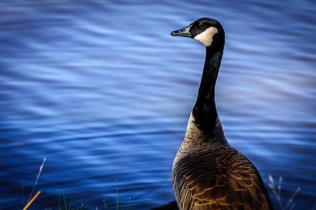 Close-up van Canada Goose tegenover het meer