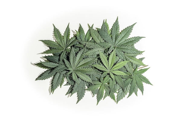 Close-up van cannabisbladeren tegen een witte achtergrond