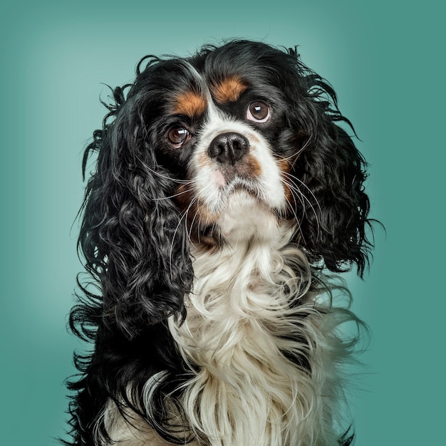 Close-up van Cavalier King Charles Spaniel tegen groene achtergrond