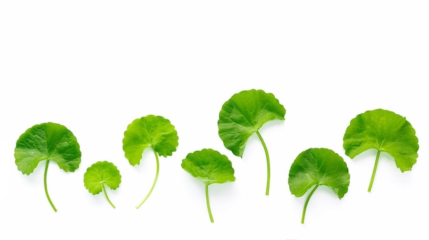 Close-up van centella asiatica bladeren geïsoleerd op een witte achtergrond bovenaanzicht