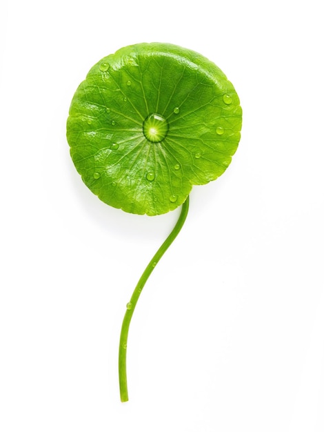 Foto close-up van centella asiatica bladeren met regendruppel geïsoleerd op een witte achtergrond bovenaanzicht