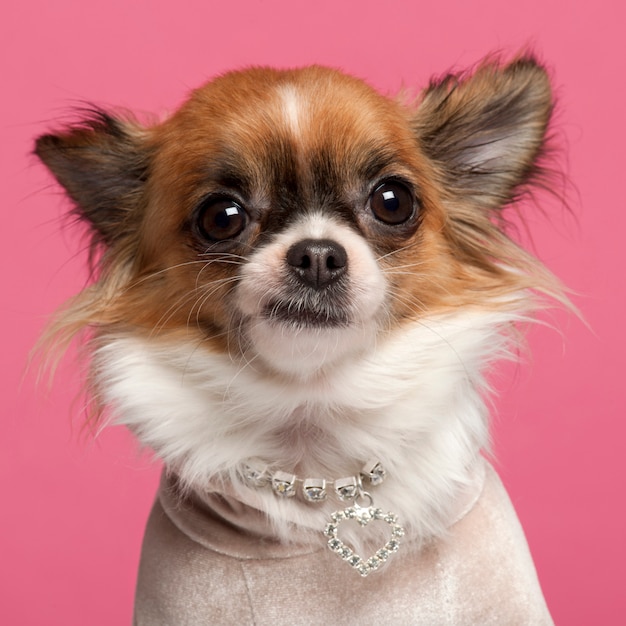 Close-up van Chihuahua, 2 jaar oud, met diamantkraag erin