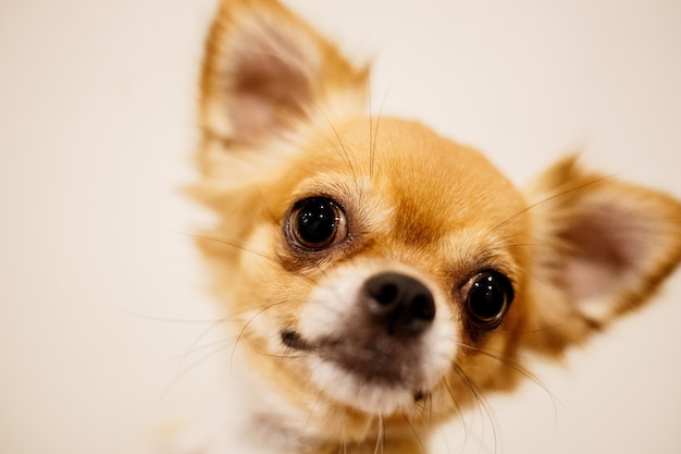 Close-up van Chihuahua-emotie op lichtgeele achtergrond.