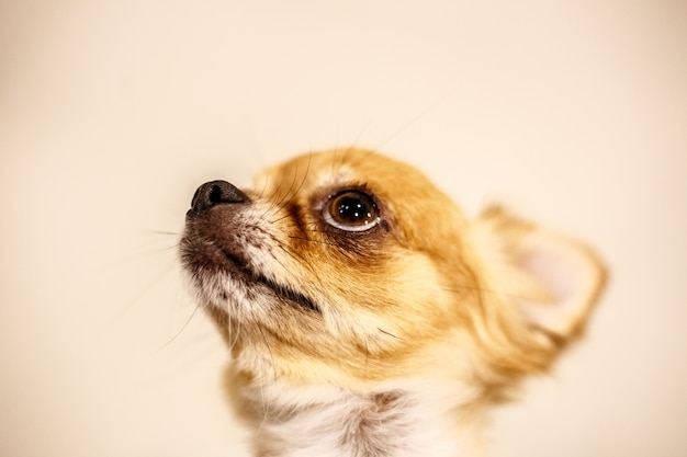 Close-up van Chihuahua-emotie op lichtgeele achtergrond.