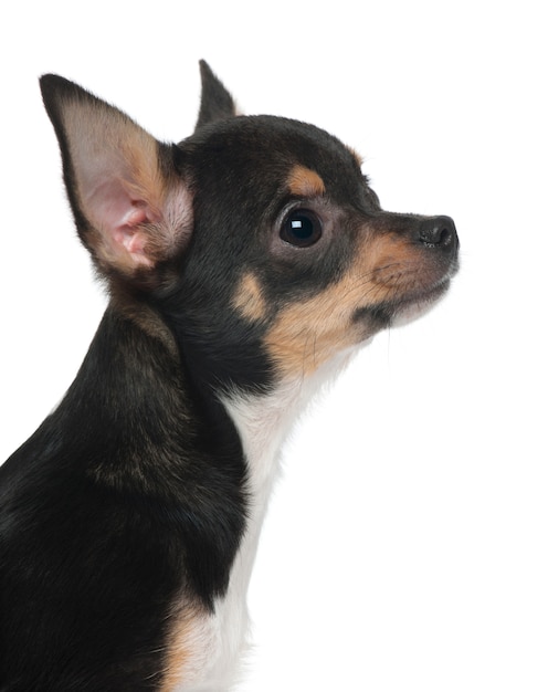 Close-up van Chihuahua puppy, 5 maanden oud,