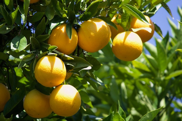 Close-up van citrusvruchten die op een boom groeien