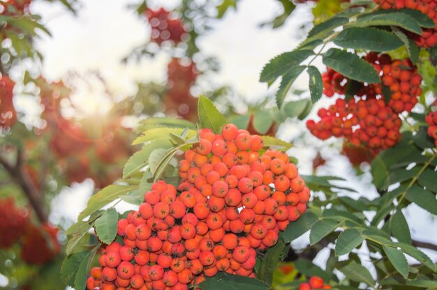Close-up van clusters van rode lijsterbes tegen een achtergrond van blauwe lucht en groene bladeren in de herfst, selectieve focus