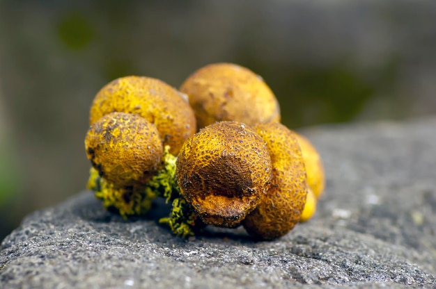 Close-up van Common Earthball Scleroderma aurantium-paddenstoelen die rond de Gnetum-gnemonplant groeien