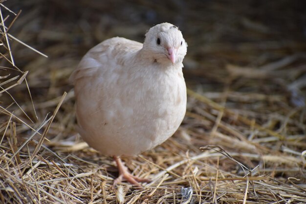 Close-up van coturnix kwartel op het veld