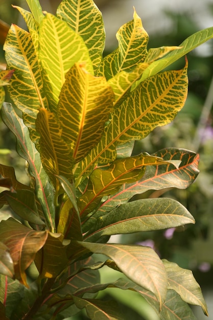 Foto close-up van crotonbladeren